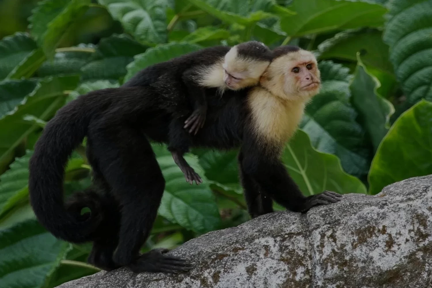 capuchin monkey