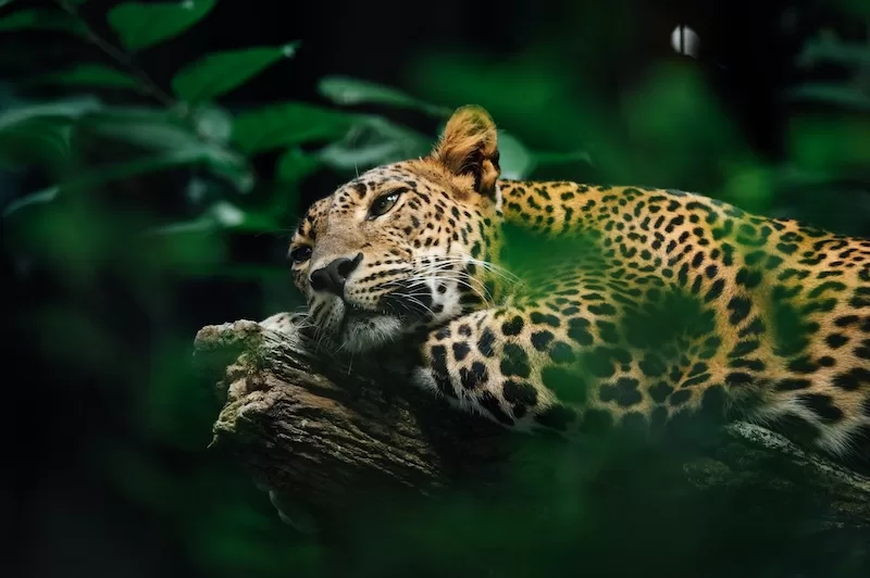 Jaguars: Majestic Apex Predators of the Amazon