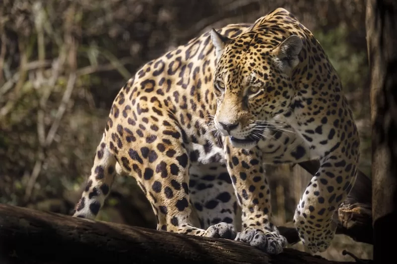 Jaguars: Majestic Apex Predators of the Amazon 