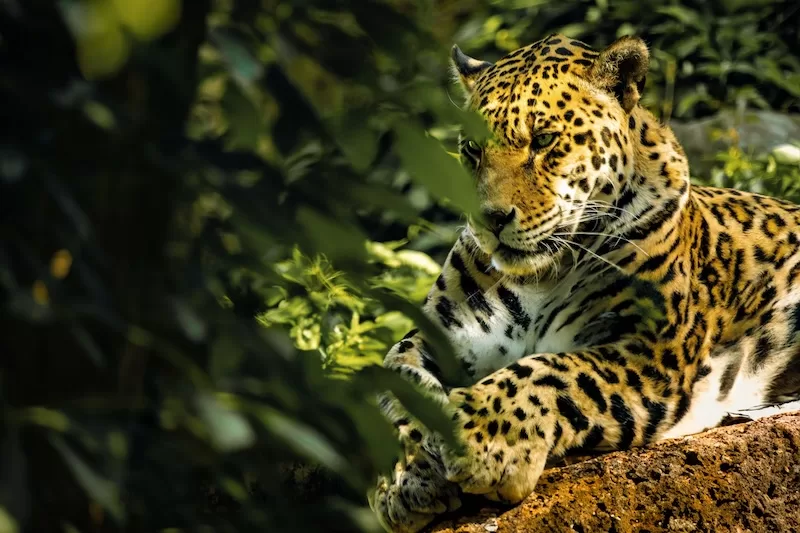 Jaguars: Majestic Apex Predators of the Amazon