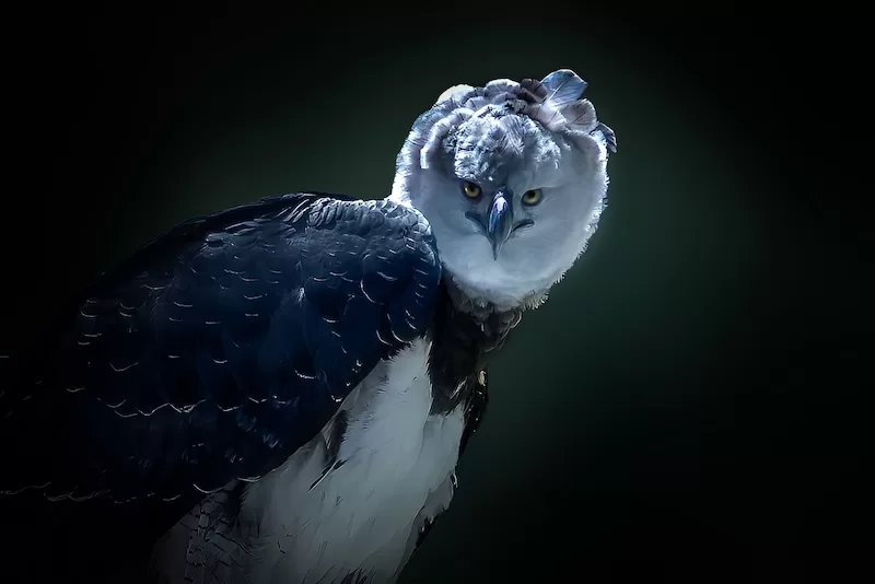 Harpy Eagles 