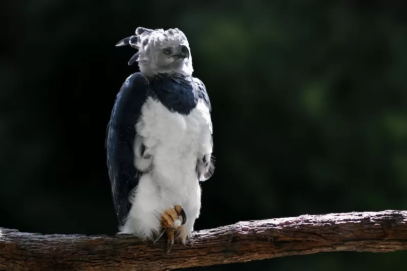 Harpy Eagles 