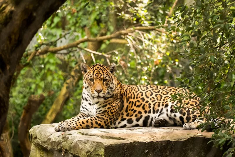 Jaguars: Majestic Apex Predators of the Amazon