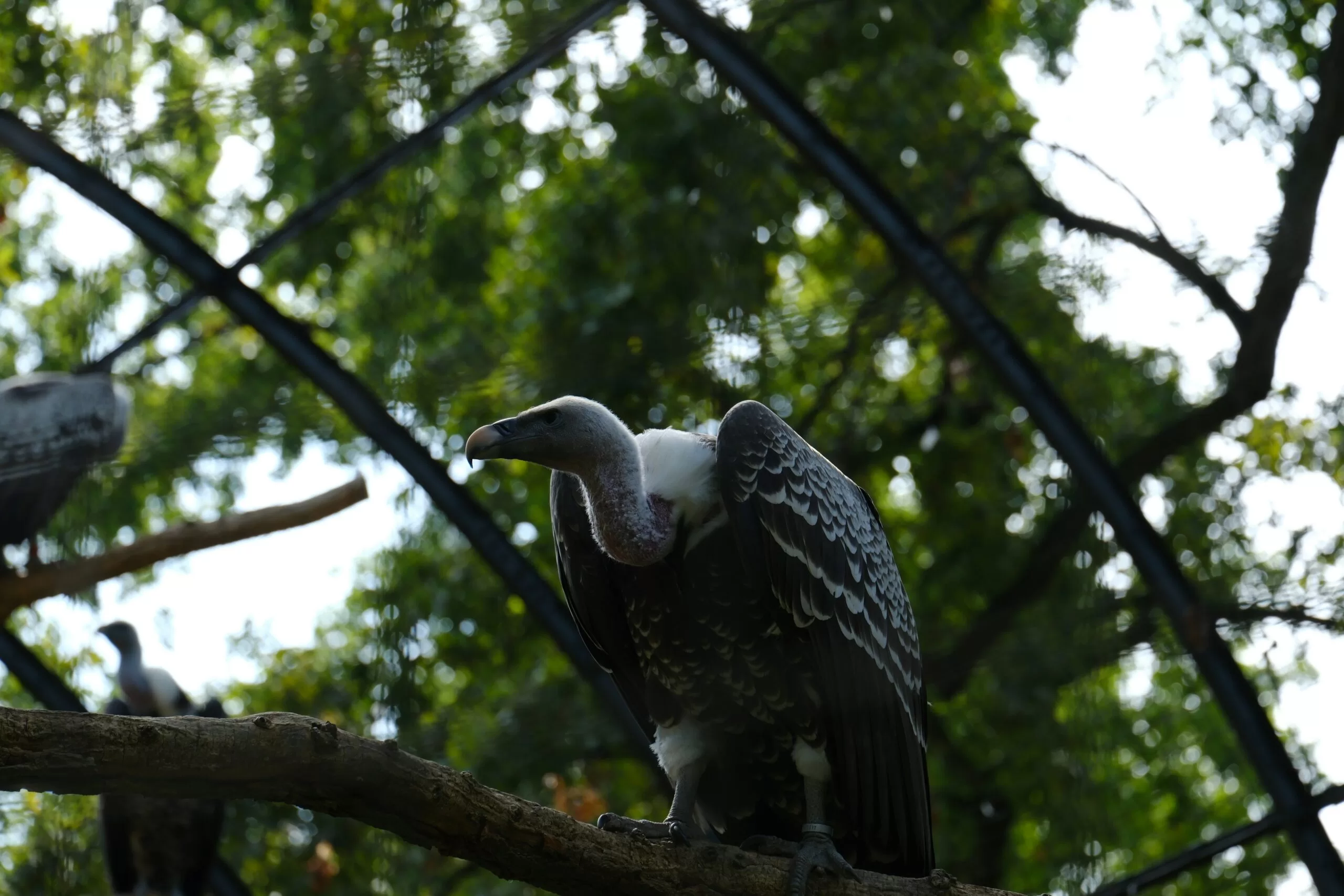 Harpy Eagles 