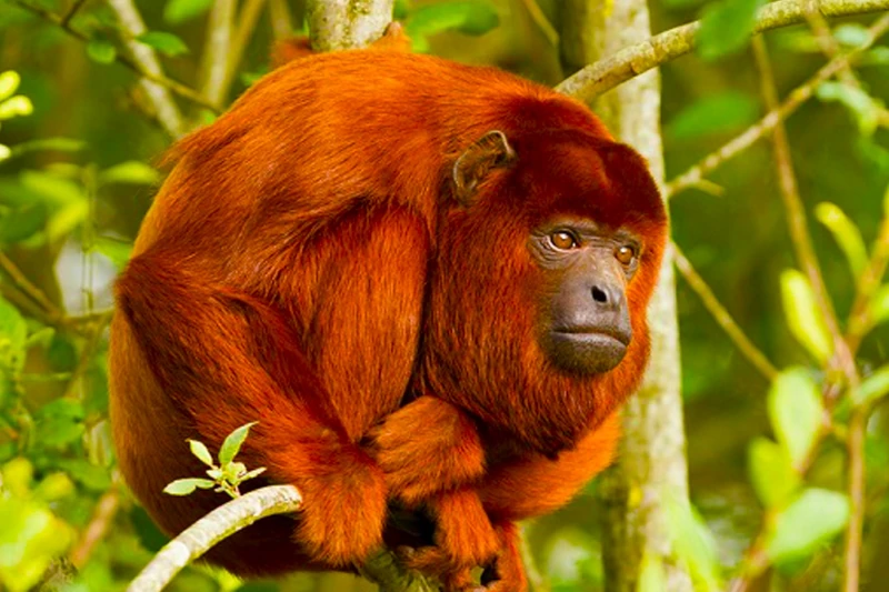 peruvian jungle tours