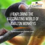 amazon monkeys