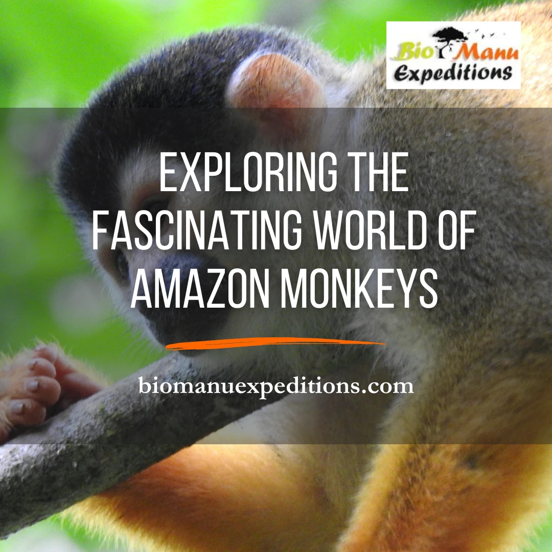 amazon monkeys
