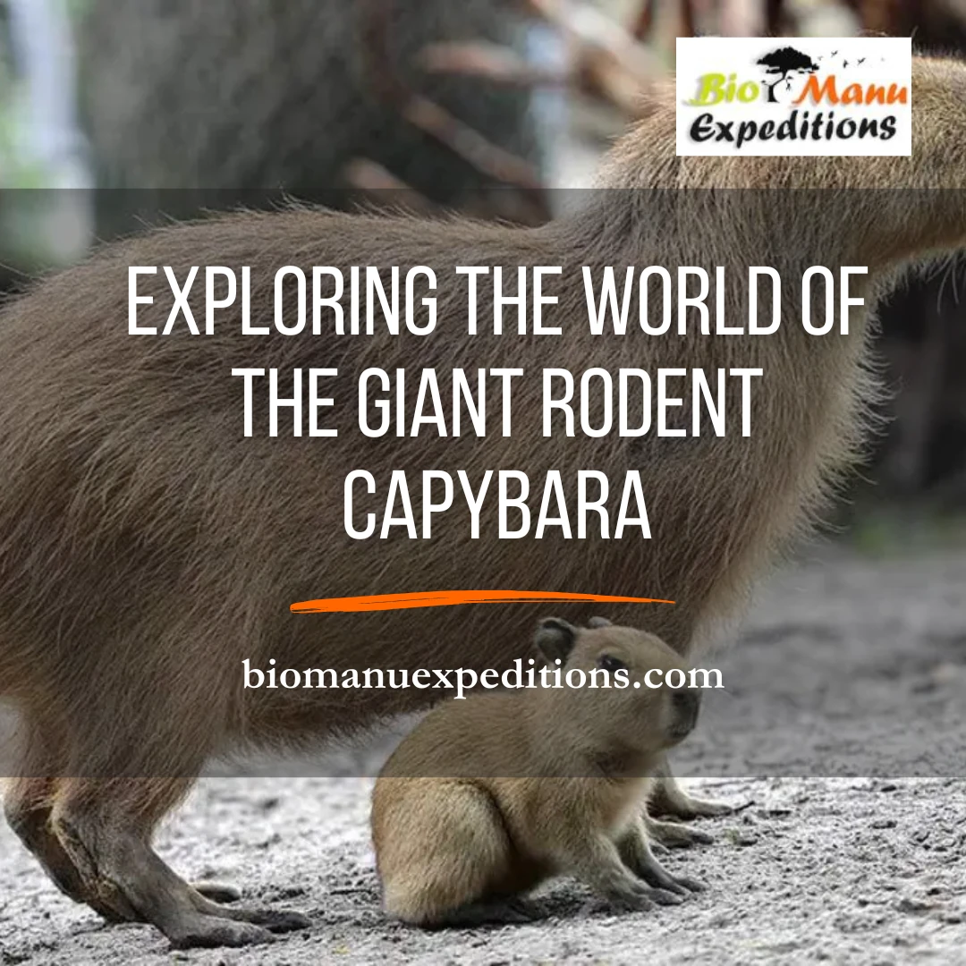 giant rodent capybara