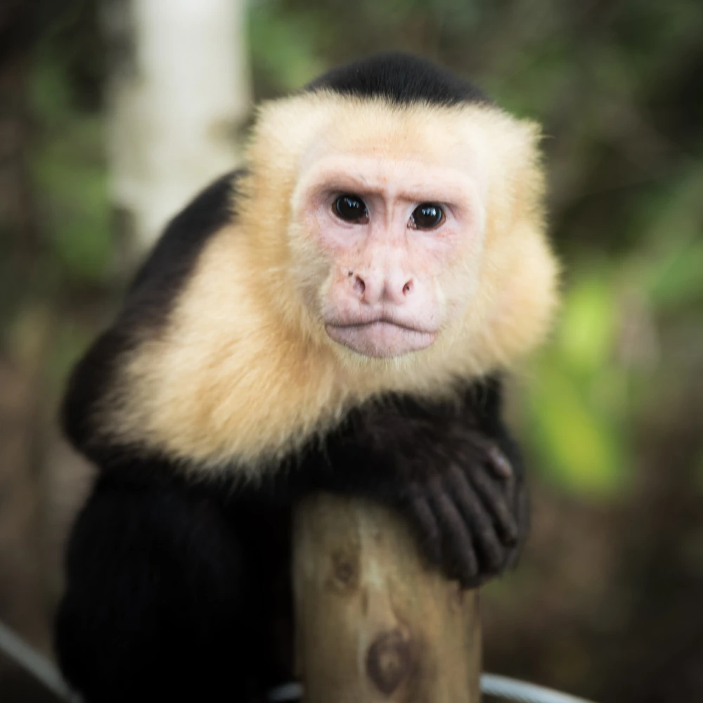 peruvian jungle tours