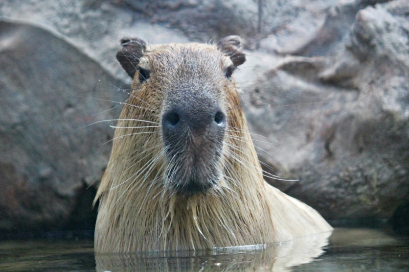 giant rodent capybara