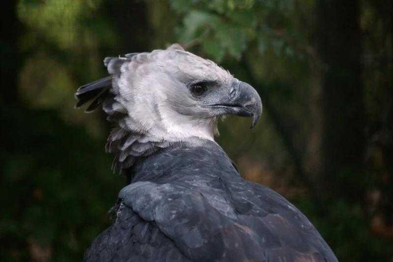 peruvian jungle tours